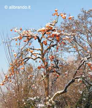 Fotografia del mese di Ottobre